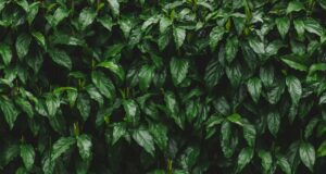 What is biomethane?