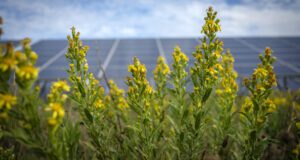 image of the solution Unlock Your Green Potential with REGOs in the UK  
